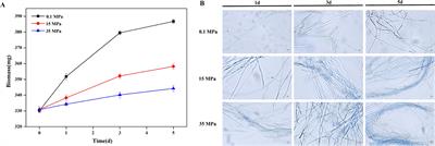 Pressure-tolerant survival mechanism of Schizophyllum commune 20R-7-F01 isolated from deep sediments 2 kilometers below the seafloor